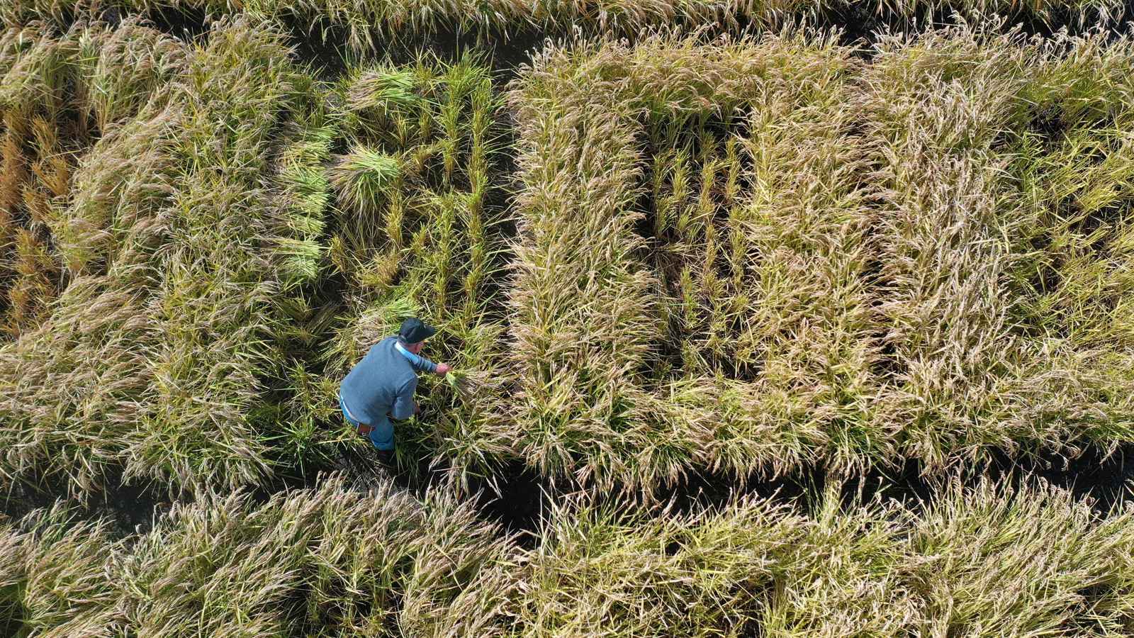 تشيلي تطور نوعًا جديدًا من الأرز يقلل استهلاك المياه بنسبة 50%