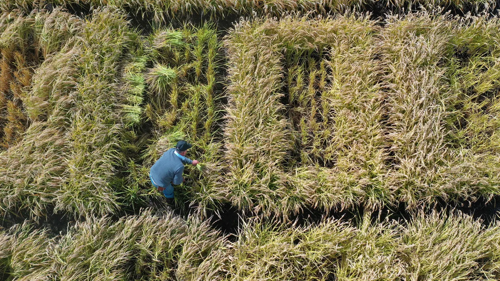 تشيلي تطور نوعًا جديدًا من الأرز يقلل استهلاك المياه بنسبة 50%