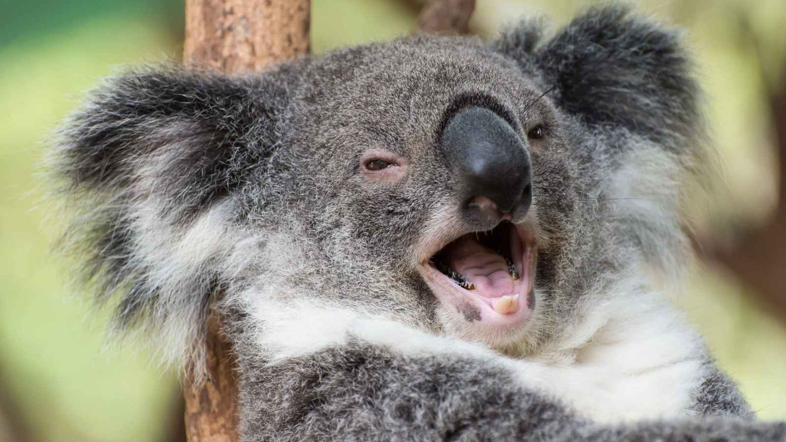 شاهد كيف نجا هذا الكوالا "الفضولي" من حادث؟ (فيديو)