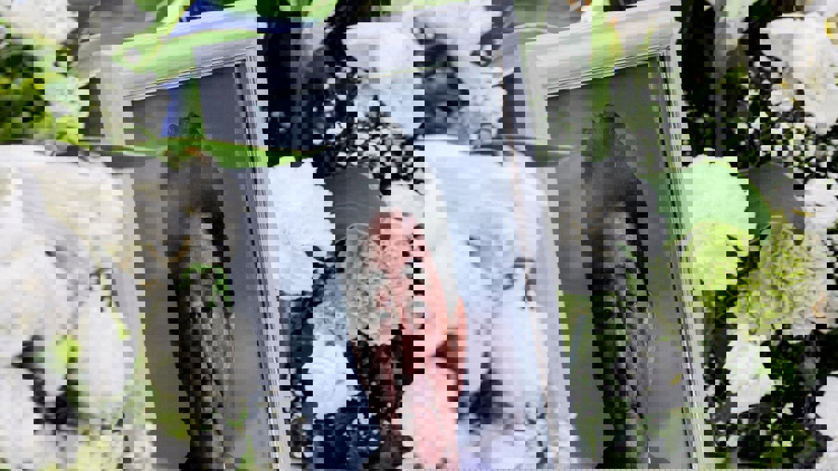 ياباني يشعل النار في نفسه احتجاجا على جنازة شينزو آبي الرسمية