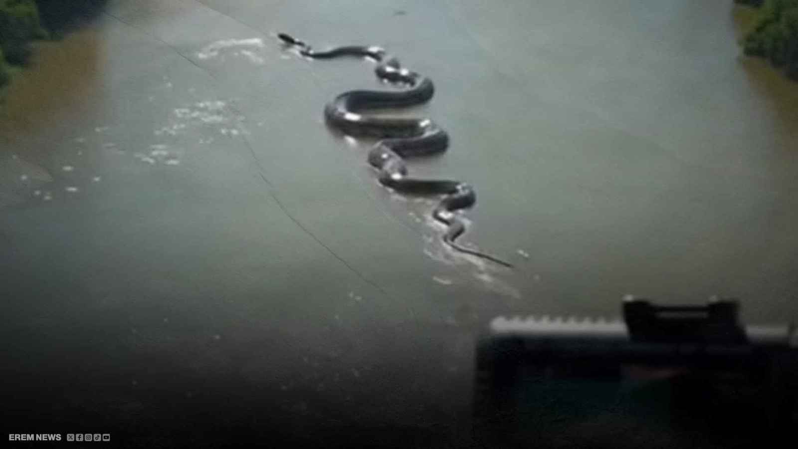  أفعى أناكوندا ضخمة