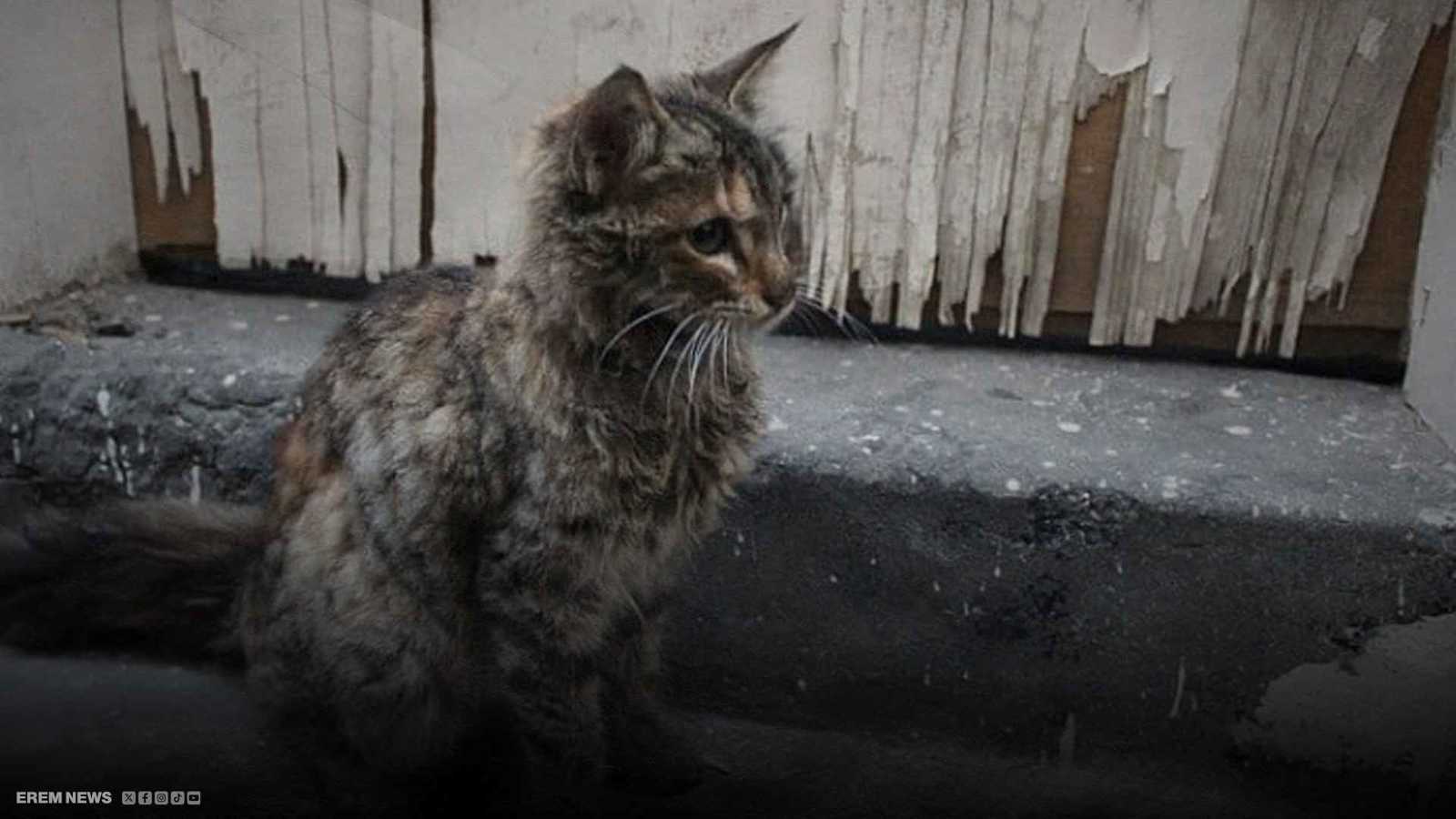 جريمة ضد قطة تشعل الشارع المصري.. والنيابة تتوعد بعقوبات مشددة