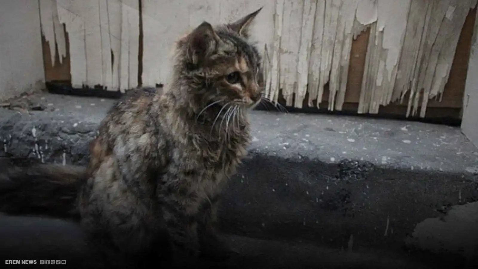 جريمة ضد قطة تشعل الشارع المصري.. والنيابة تتوعد بعقوبات مشددة