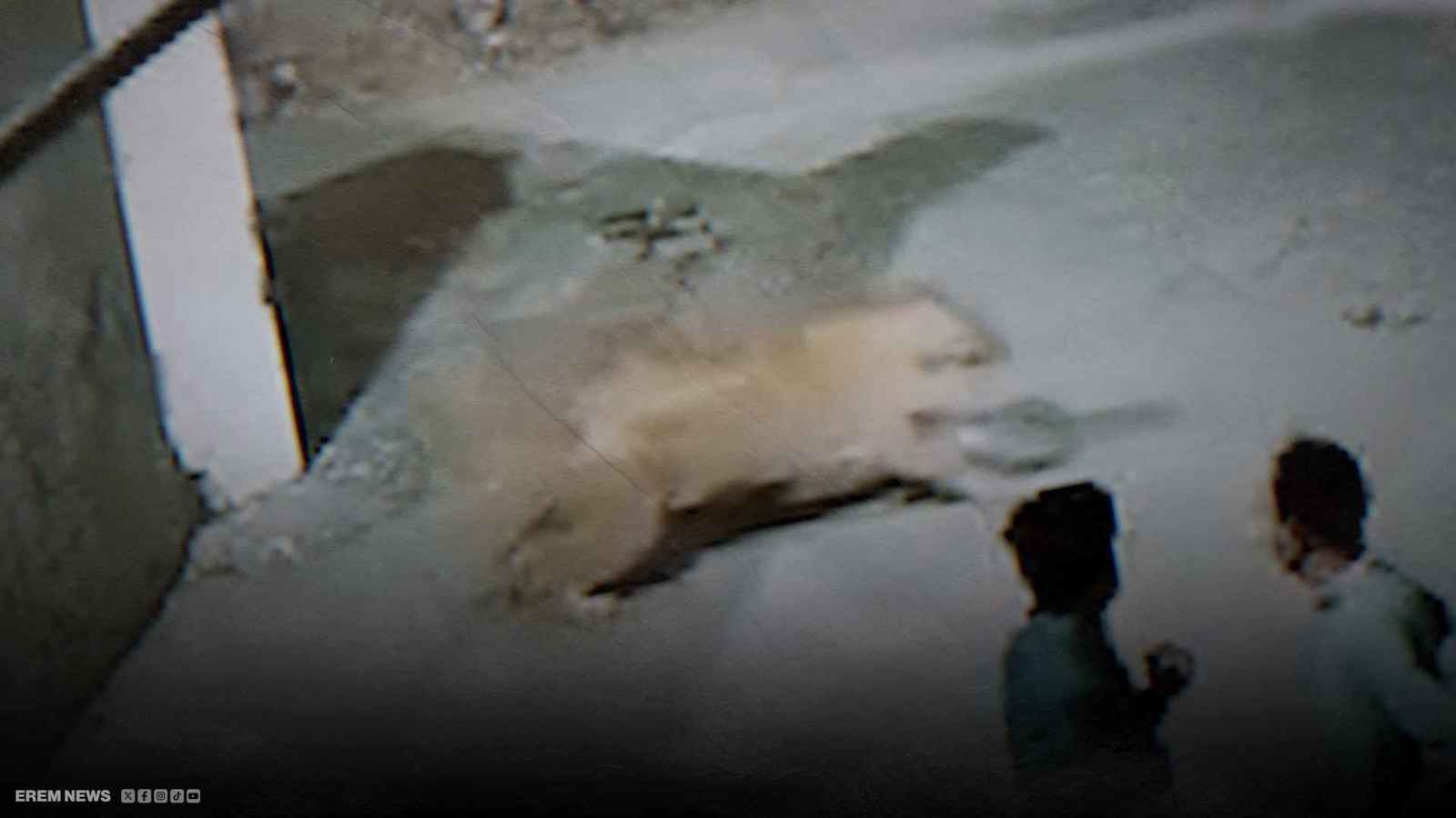 كابوس في بلدة باكستانية.. هجوم دموي لأسد في شارع سكني (فيديو إرم)