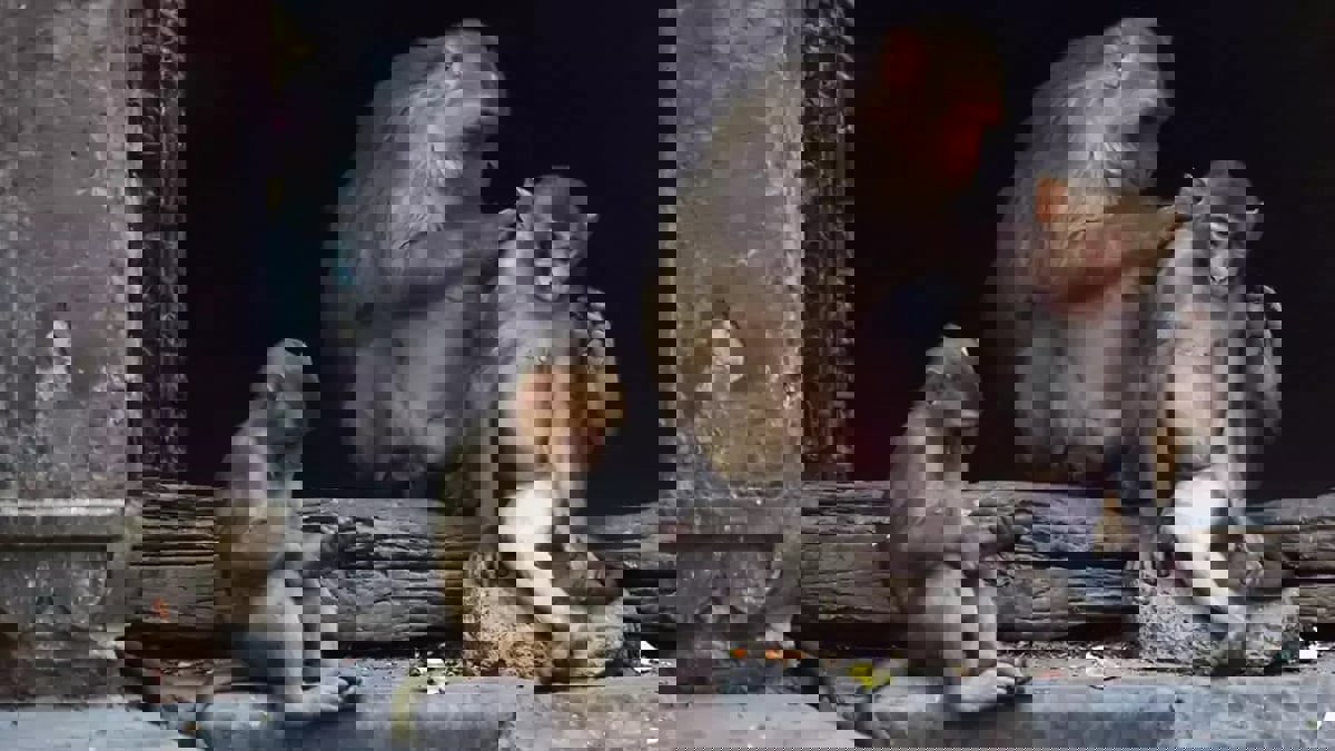 بعد بريطانيا.. ظهور إصابات بجدري القرود في البرتغال وإسبانيا