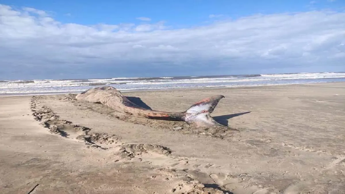 تزن 12 طنا.. العثور على أنثى الحوت الأحدب نافقة على شاطئ شمال مصر (صور)