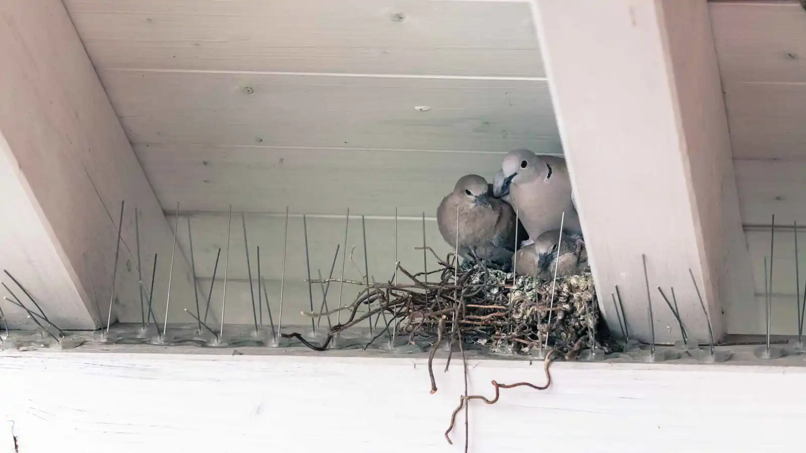 بأعقاب السجائر.. حيلة "طيور المدن" لحماية صغارها
