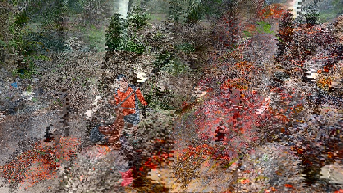 بعد حظر تصدير زيت النخيل.. رهانات إندونيسيا تُفاقم أزمة الغذاء العالمية