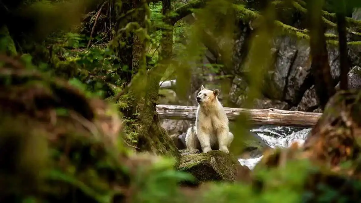 لقطات نادرة لـ"دببة الأشباح" البيضاء في كندا (صور)