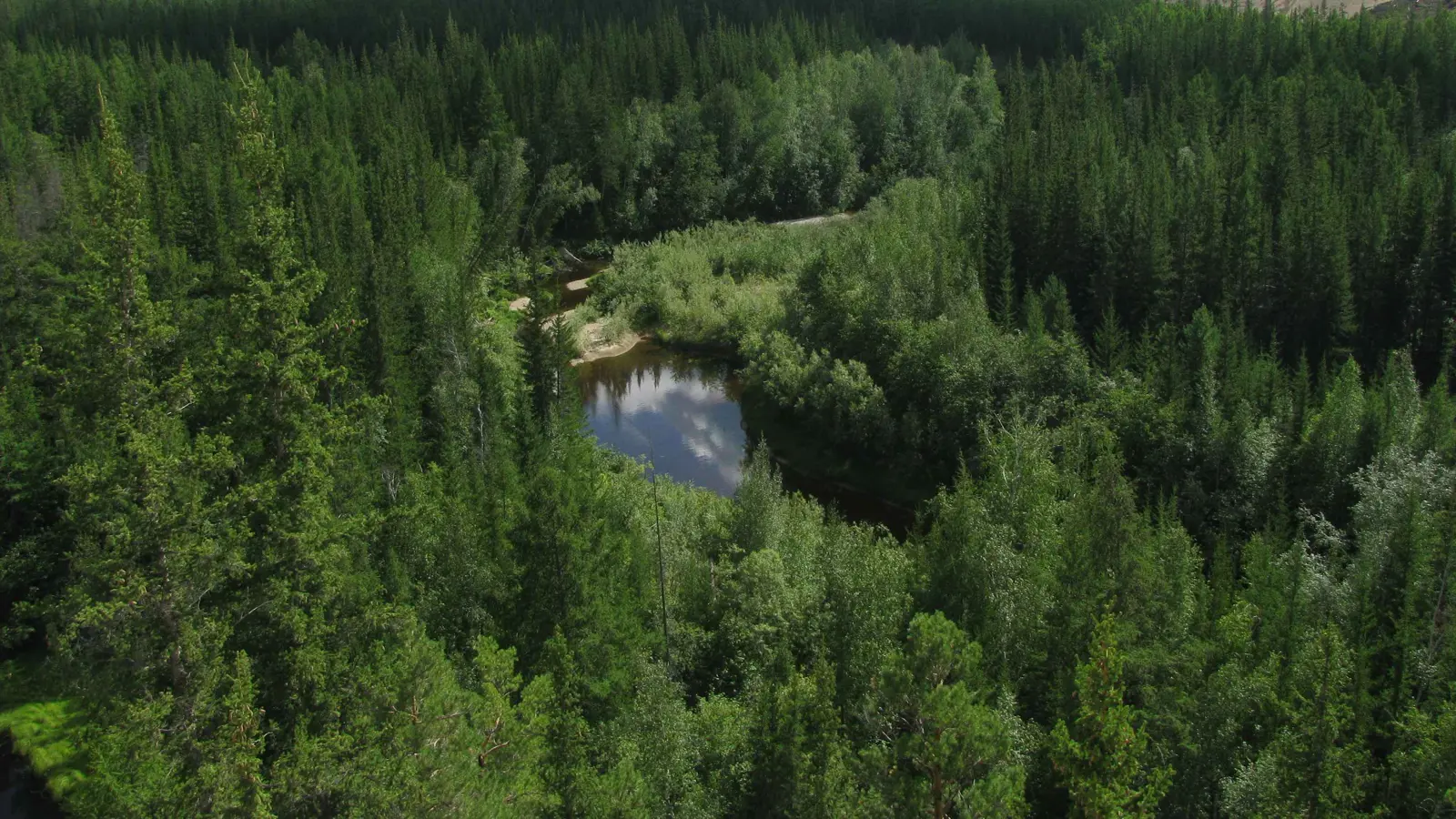 اختفاء طائرة على متنها 5 ركاب في غابات سيبيريا