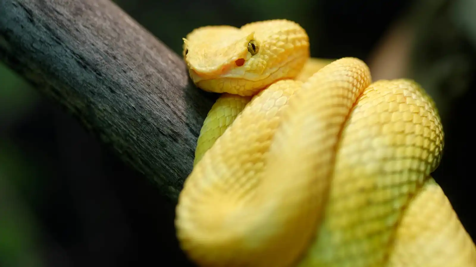 من المكسيك إلى أستراليا.. اكتشف موطن أكبر أنواع الثعابين في العالم