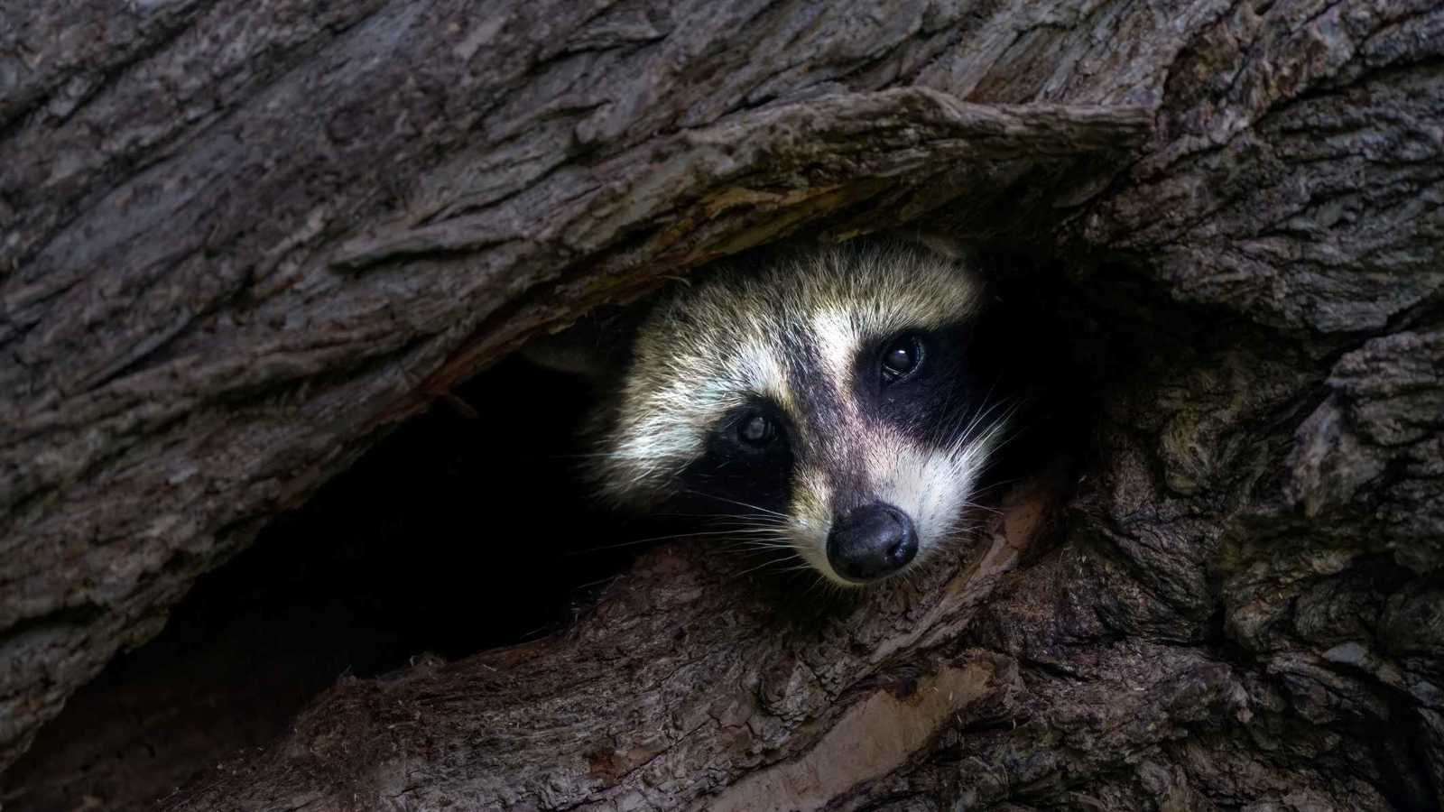 ظنّوه لصاً.. راكون ثمل يفقد وعيه داخل متجر مشروبات كحولية (صور)