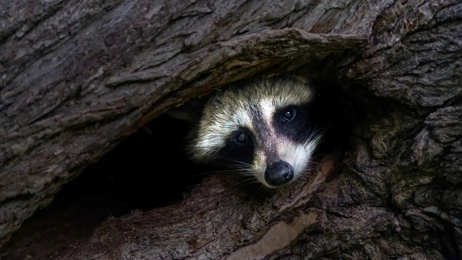 ظنّوه لصاً.. راكون ثمل يفقد وعيه داخل متجر مشروبات كحولية (صور)