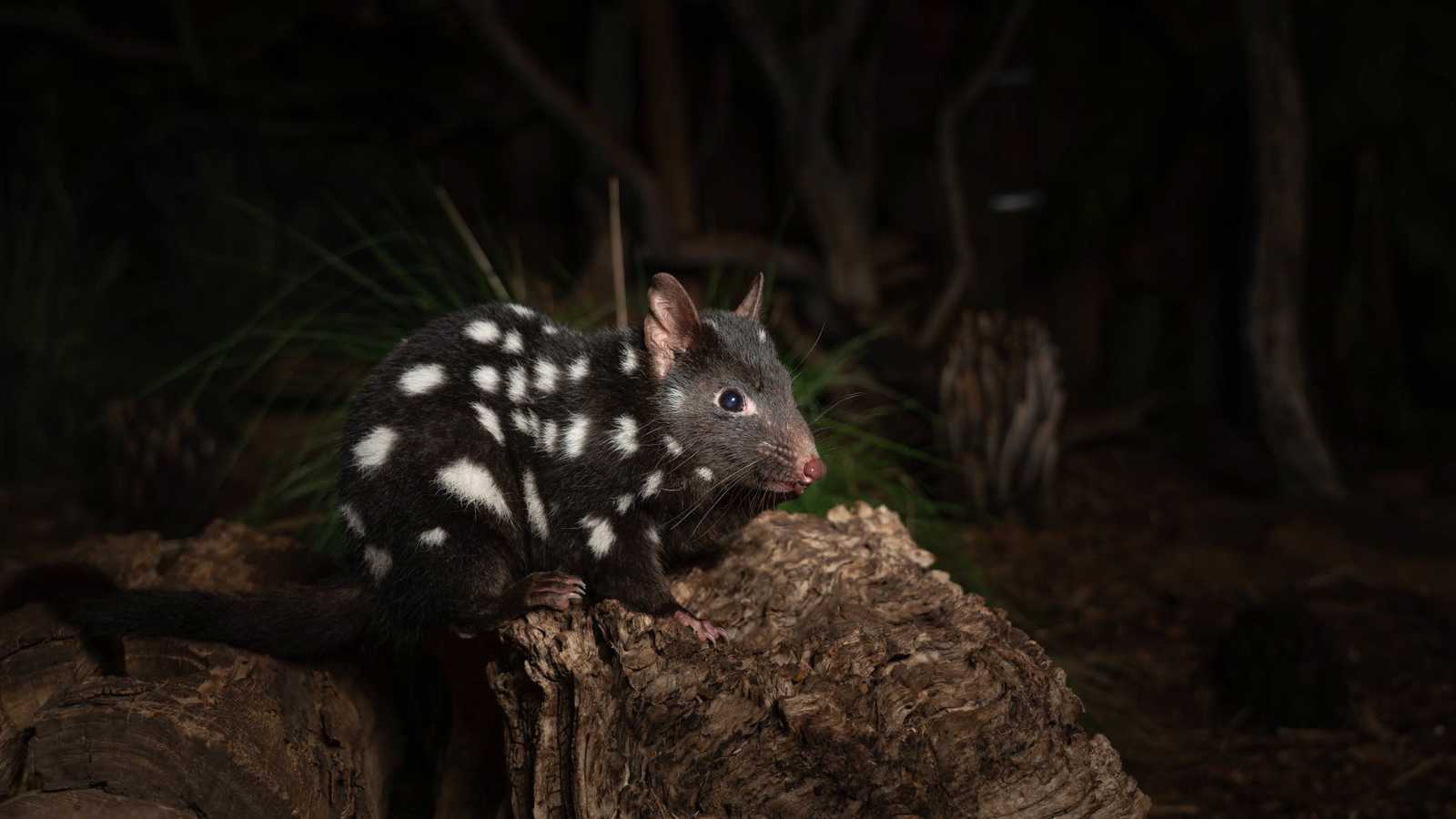 توثيق نادر لـ"الدُصيور الشرقي" وهو يتوهج في ظلام البرية