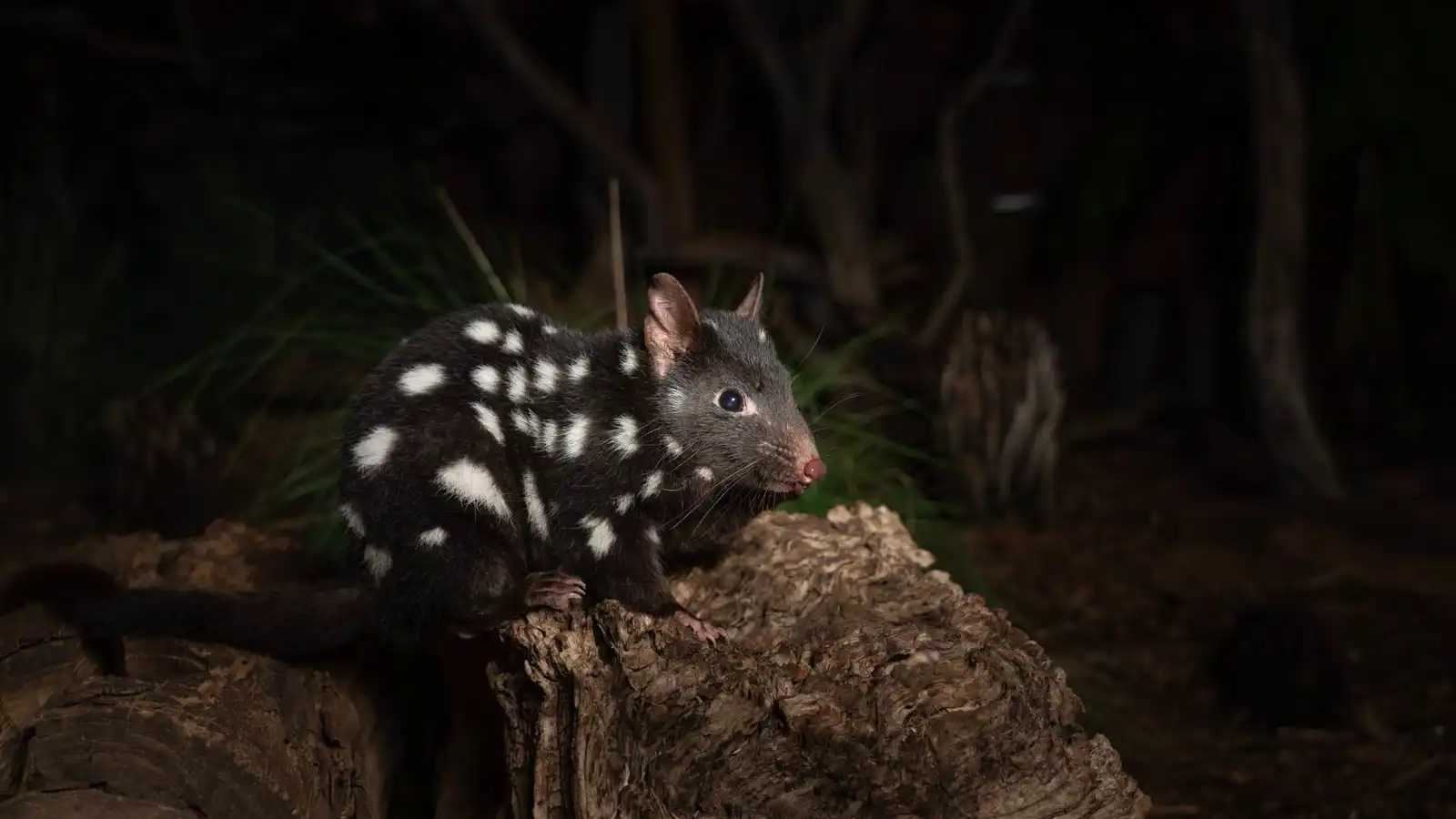 توثيق نادر لـ"الدُصيور الشرقي" وهو يتوهج في ظلام البرية