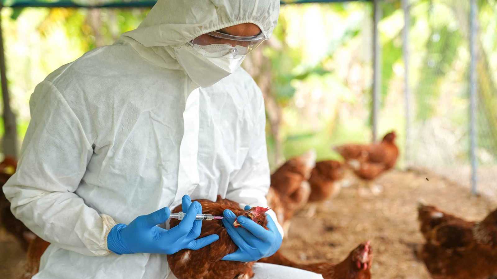 تسجيل أول إصابة بإنفلونزا الطيور هذا العام في كوريا الجنوبية