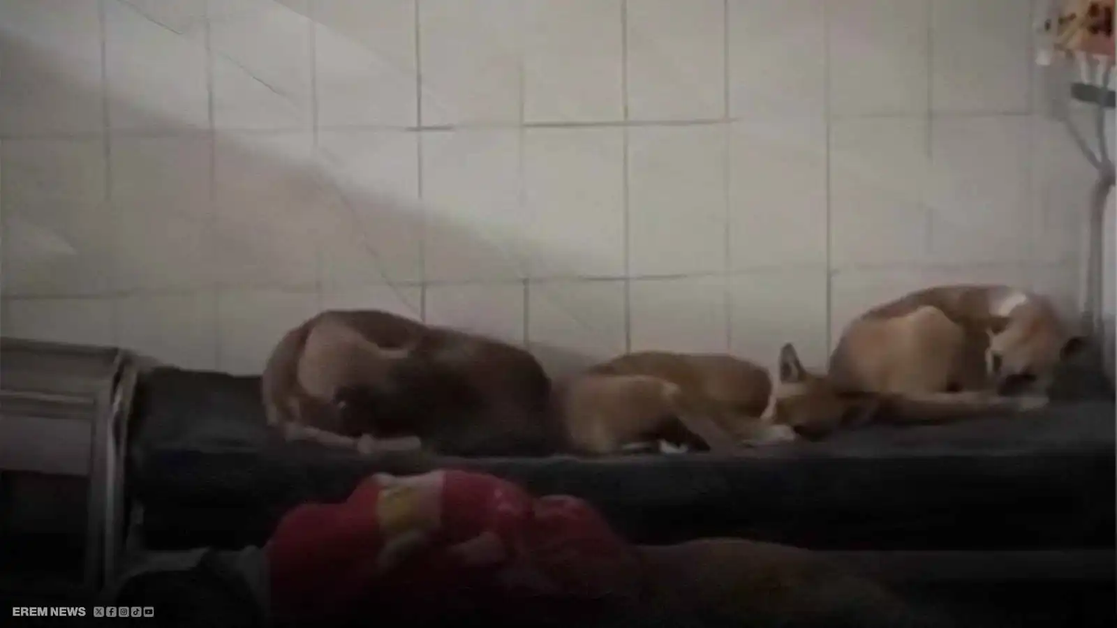 كلاب ضالة تشارك المرضى غرف العناية المركزة بالهند (فيديو إرم)