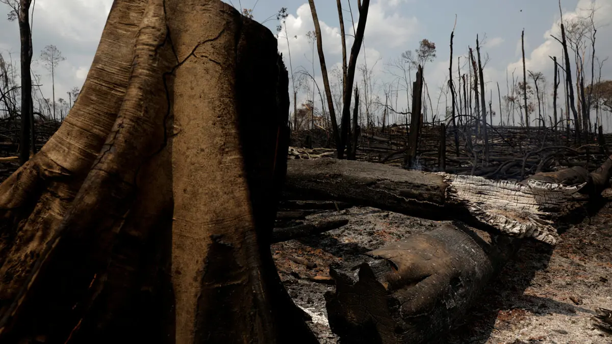 الجيش البرازيلي يطلق عملية واسعة لمكافحة حرائق الأمازون