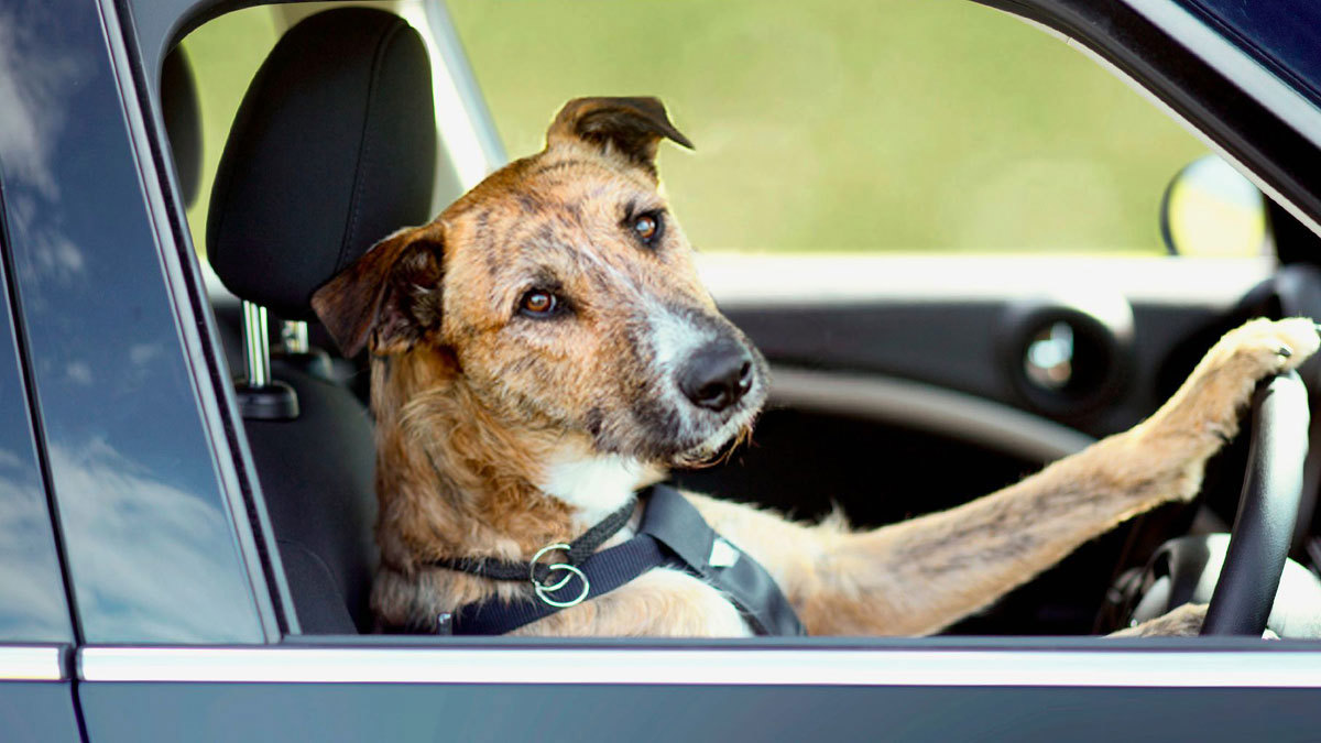 بعد مطاردة ساخنة.. الشرطة الأمريكية تضبط مواطنا كان يعلم كلبه قيادة السيارة
