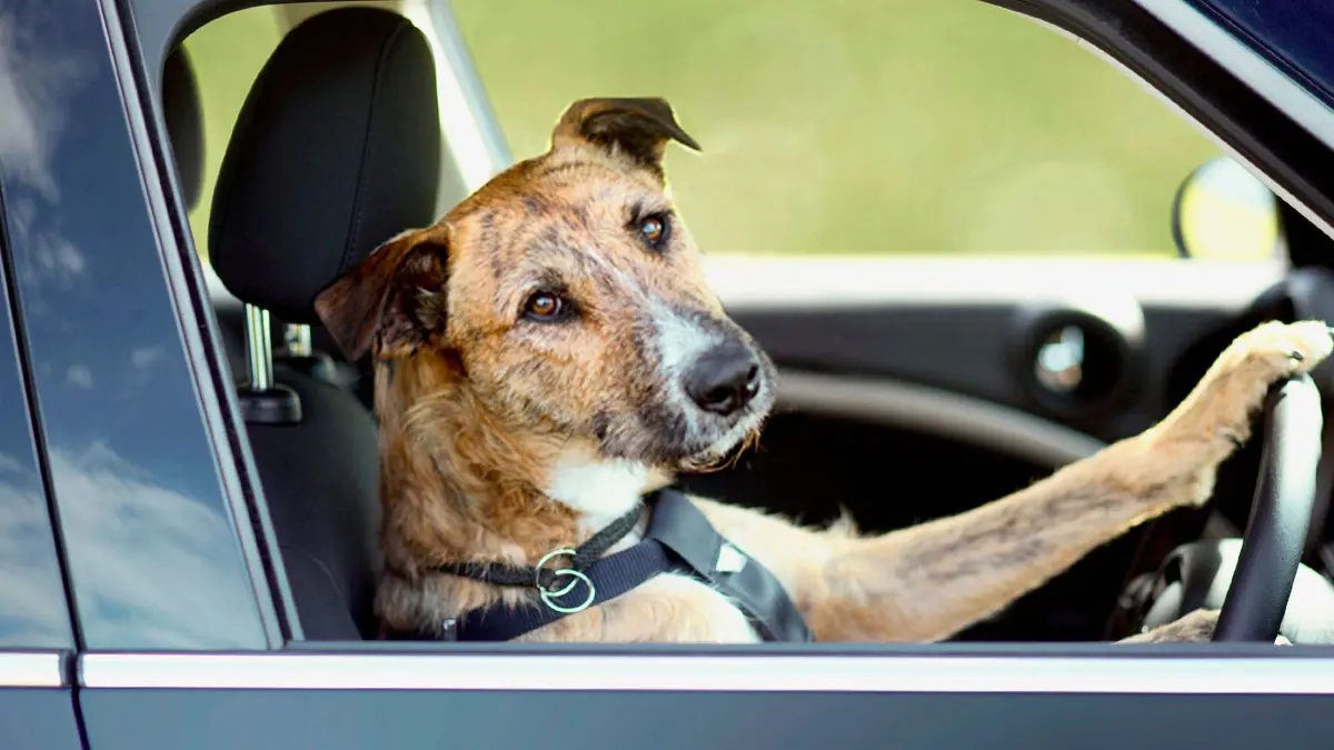 بعد مطاردة ساخنة.. الشرطة الأمريكية تضبط مواطنا كان يعلم كلبه قيادة السيارة