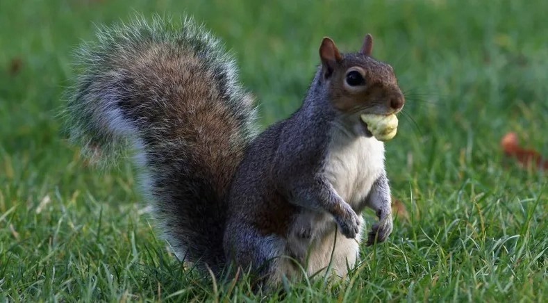 الصين.. السناجب بدل الكلاب للكشف عن المخدرات