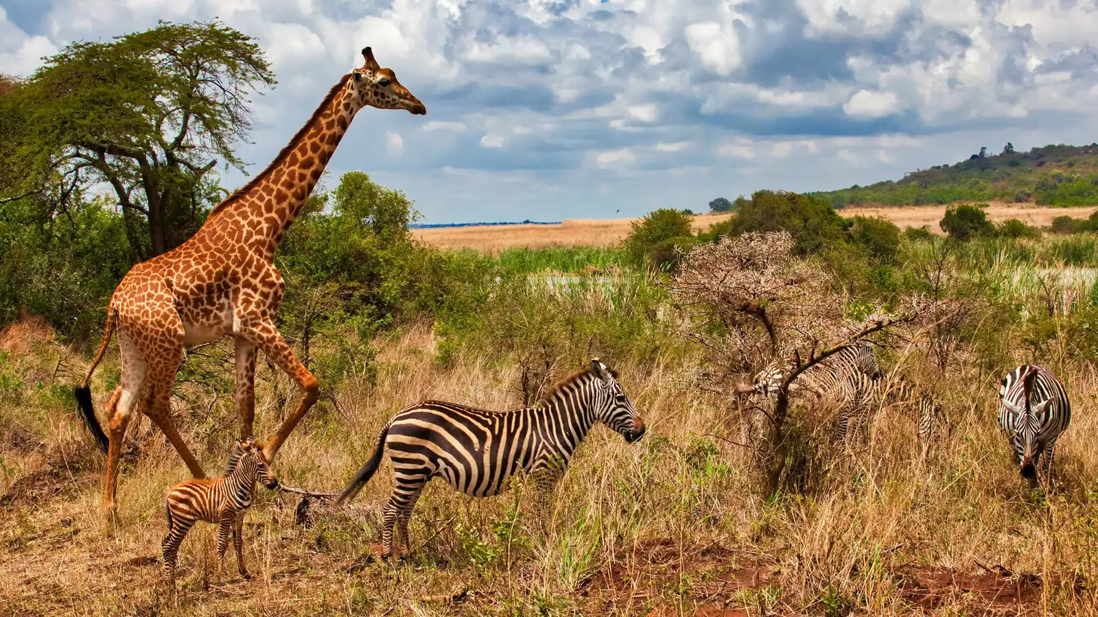 "صداقة نادرة" بين حمار وحشي وزرافة (صور)