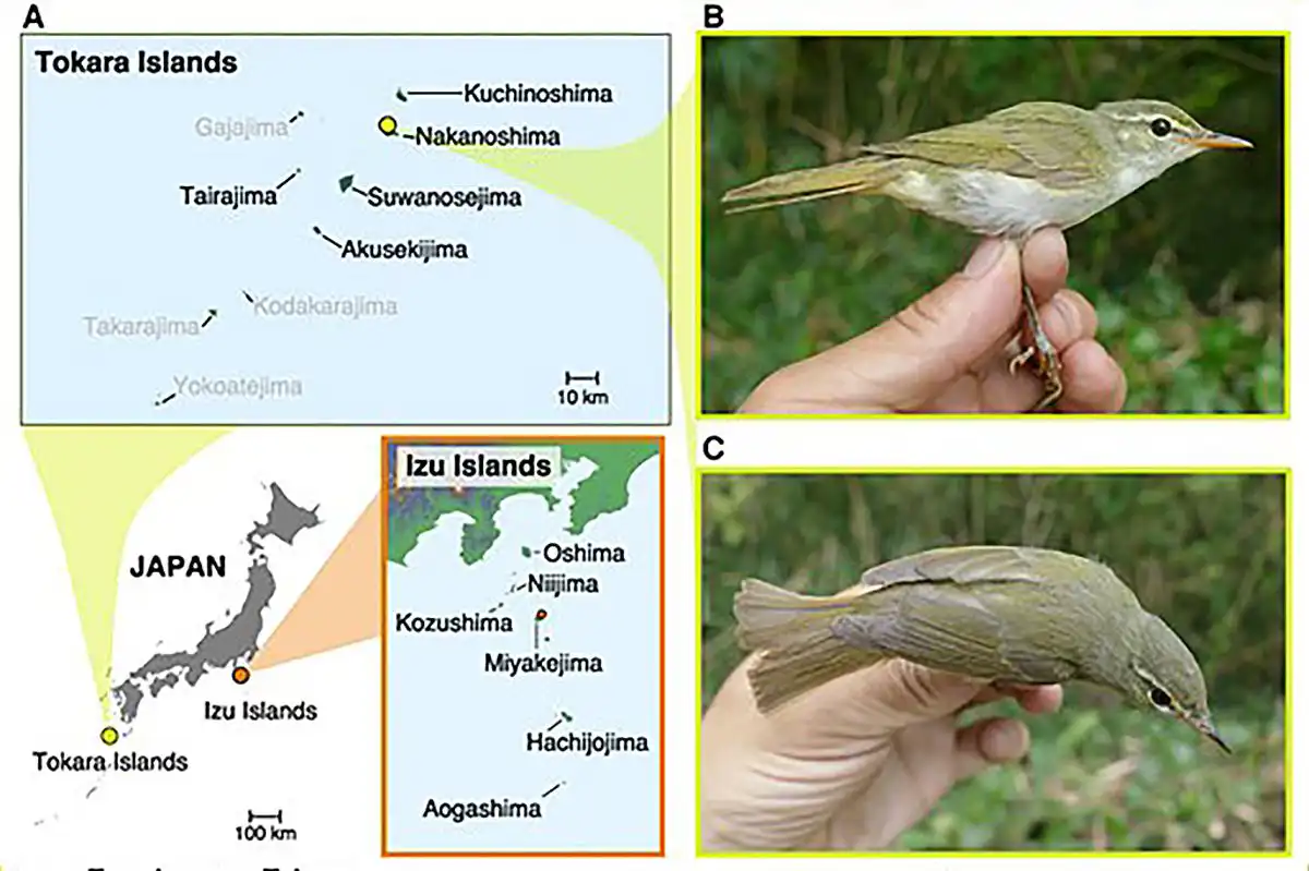 طائر توكارا الورقي.