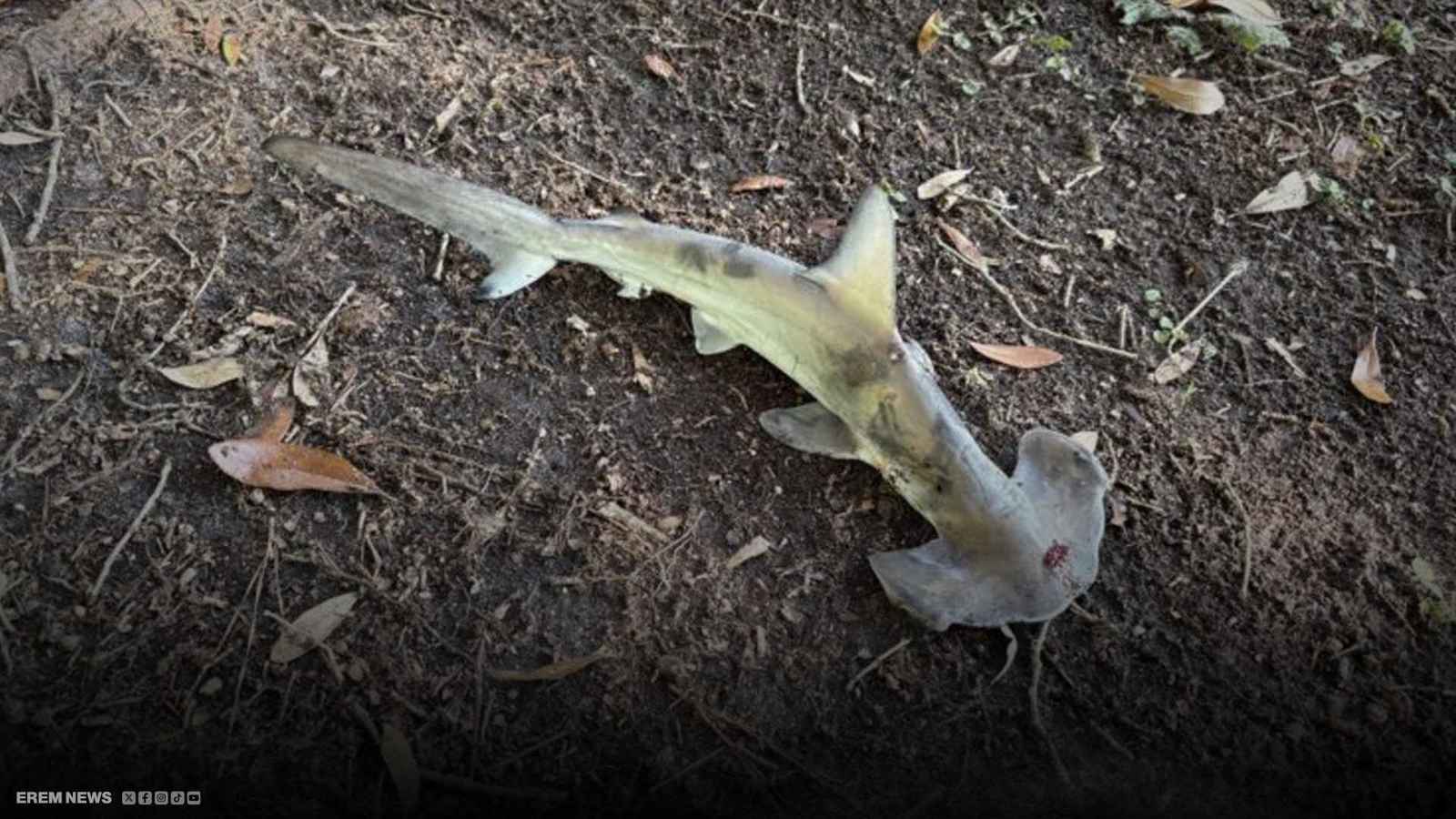 سمكة قرش تسقط في ملعب غولف وتثير الدهشة.. ما القصة؟