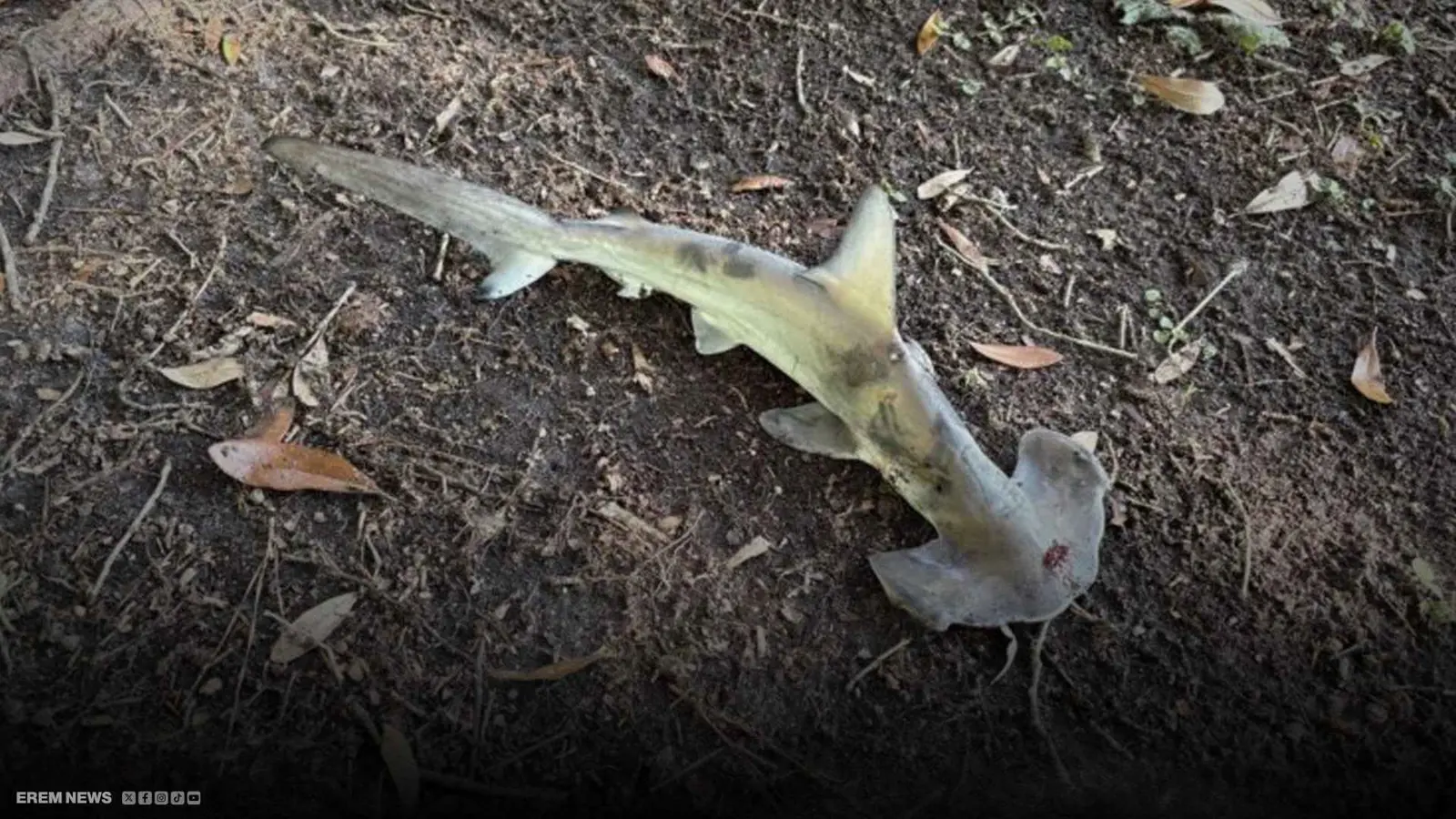 سمكة قرش تسقط في ملعب غولف وتثير الدهشة.. ما القصة؟