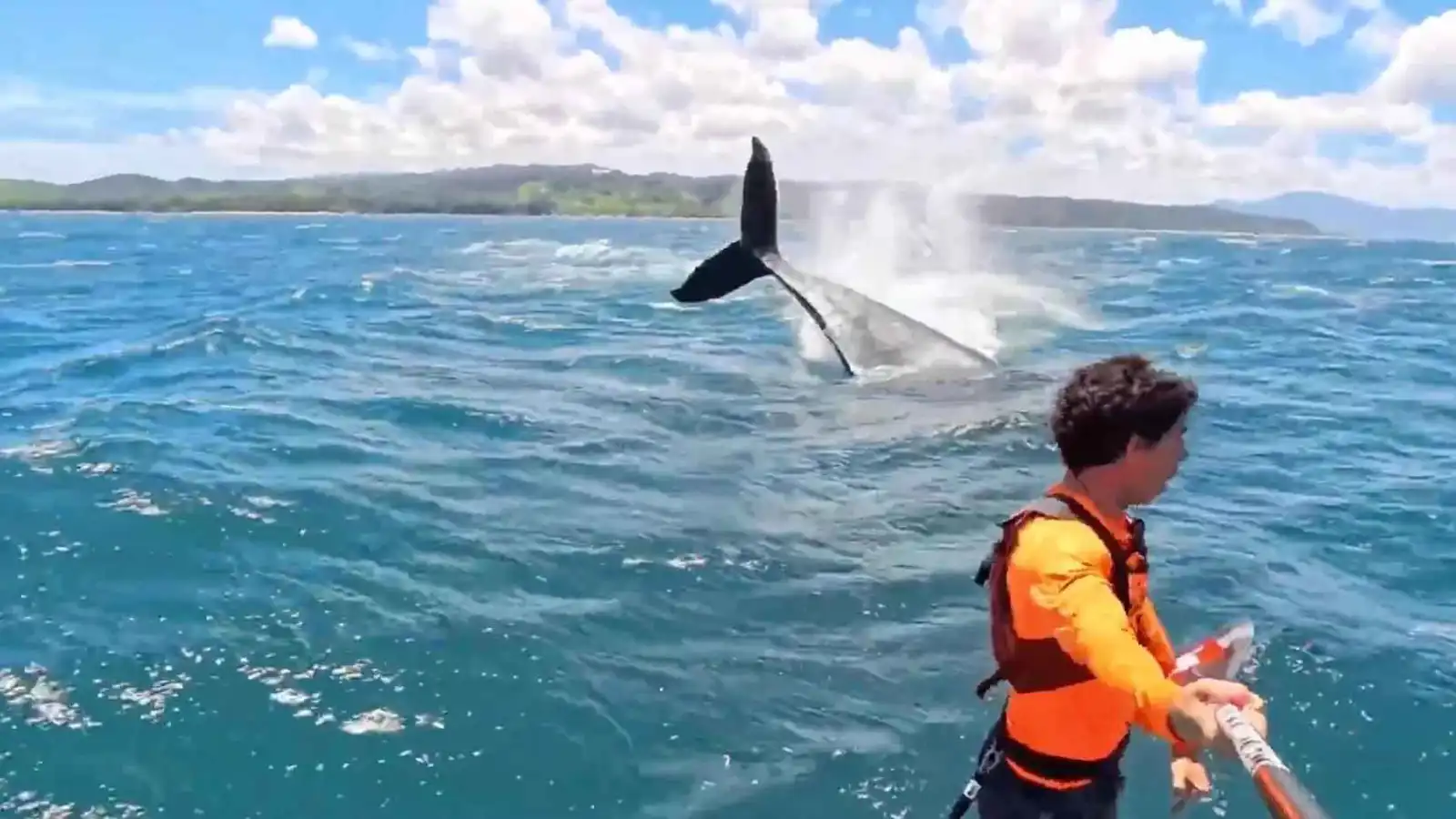 مذهل.. حوت عملاق يقفز بجوار راكب أمواج (فيديو)