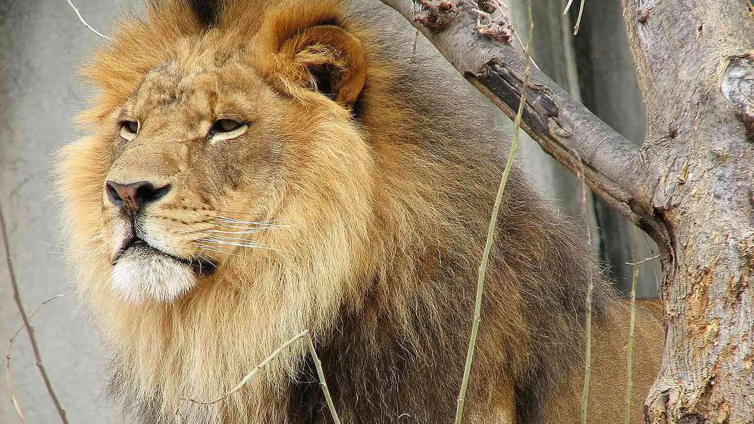 حادثة نادرة.. أسد يلتهم حارسه في مصر