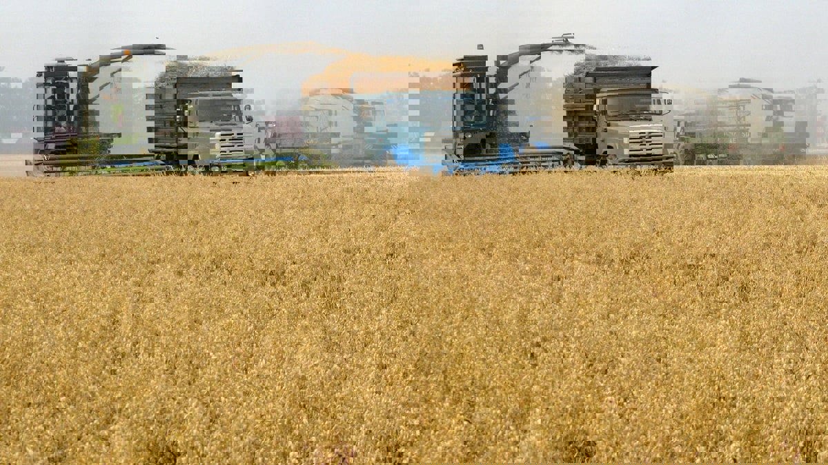 لمواجهة تداعيات "كورونا".. مصر ترفع وارداتها من القمح 40%