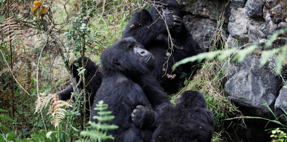 بسبب الصيد غير المشروع.. الغوريلا الشرقية على رأس "القائمة الحمراء"