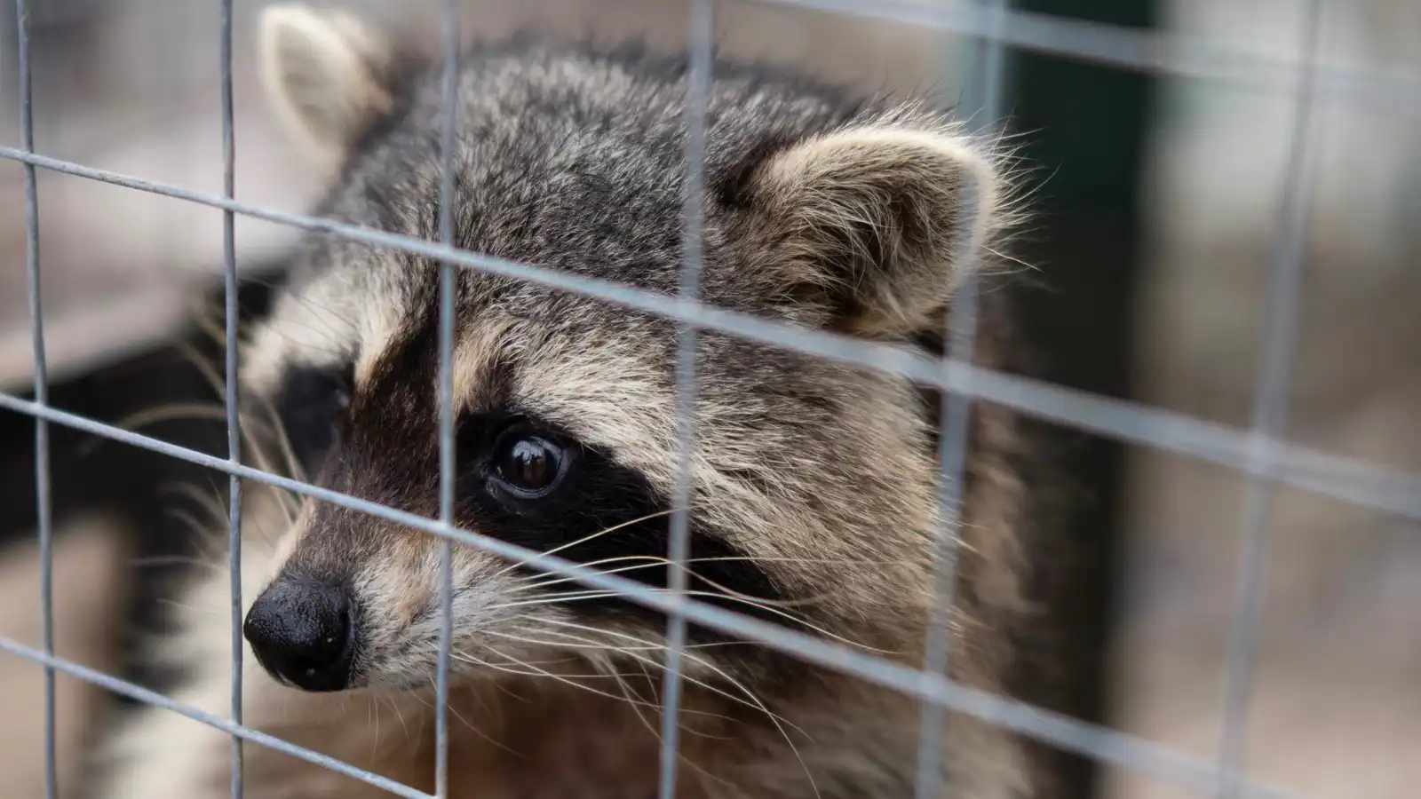 "راكب غير متوقع".. العثور على راكون داخل حاوية شحن أمريكية (فيديو)