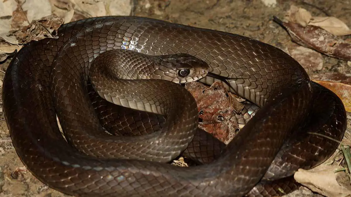 العثور على ثعبان بطول 3 أمتار في أهم وجهات الهند السياحية (صور)