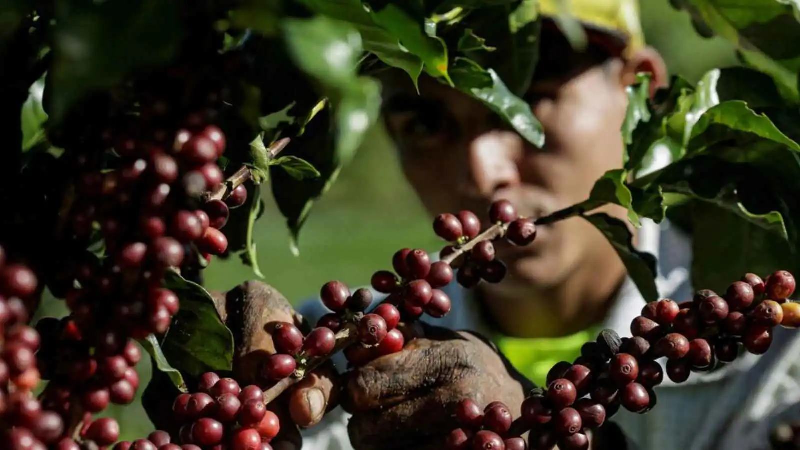 تقرير: إنتاج البن عالميا سيصل لأعلى مستوى له على الإطلاق