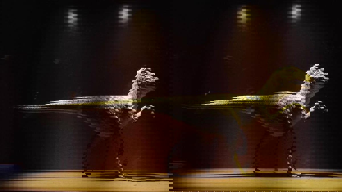 العثور على هيكل ديناصور صغير في الصحراء الليبية