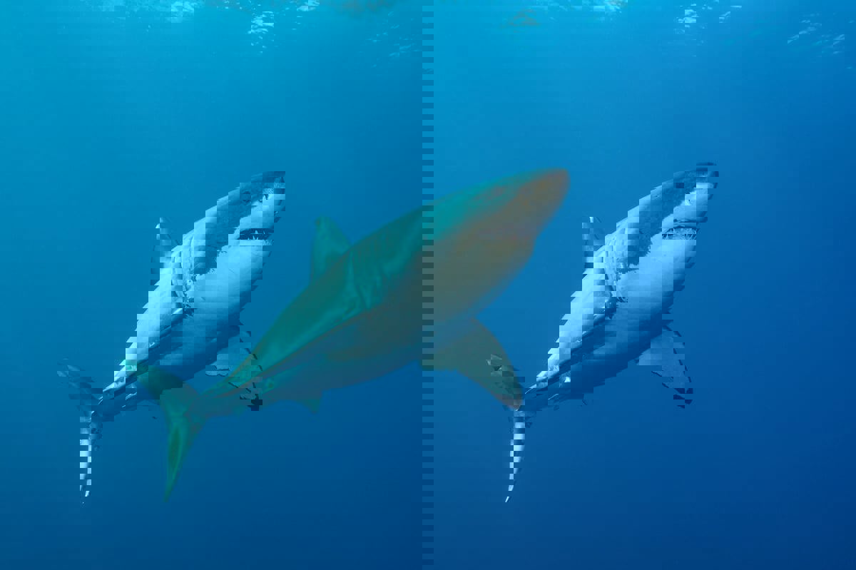 مستلهَمًا من القرش والبوم.. تعرف على السونار الأكثر هدوءًا تحت الماء