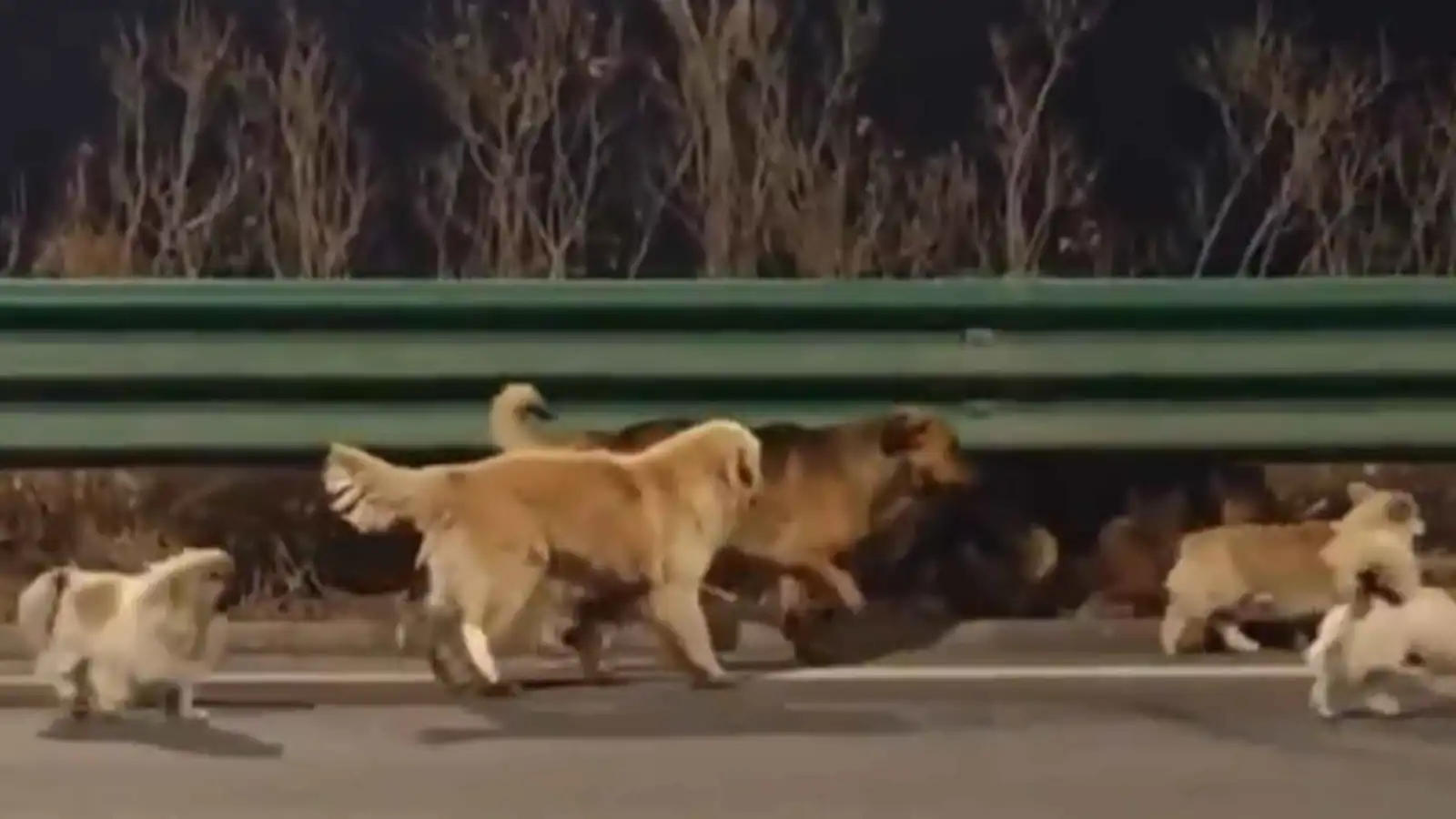 فيديو بملايين المشاهدات.. 7 كلاب مفقودة تعود لمنزلها في البرد القارس