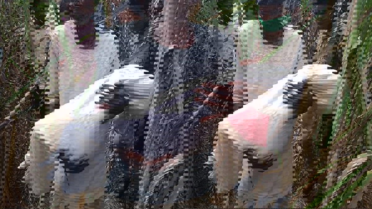 الجريمة الثالثة في المنطقة نفسها.. اغتصاب طفلة وقتلها إثر نزاع عائلي في الهند