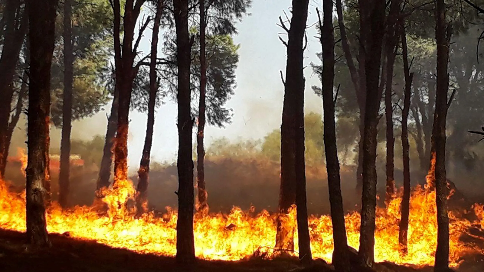 التهمت 10 آلاف هكتار.. سوريا على أشدها لمواجهة الحرائق (فيديو)