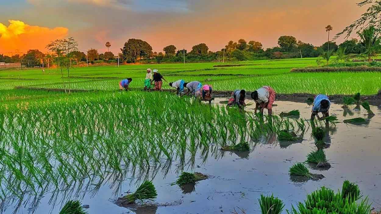 "تغير المناخ".. دراسة تحذّر من ارتفاع مستويات الزرنيخ في الأرز
