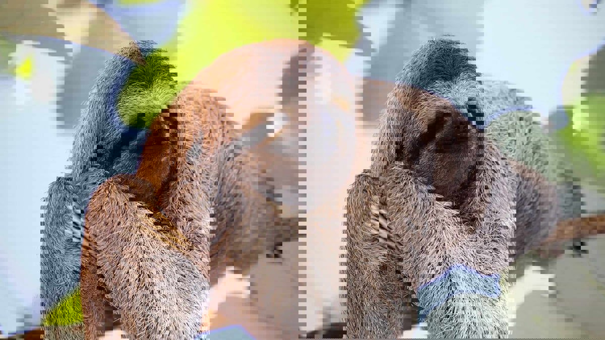 هل يحمل حيوان الكسلان مضادات حيوية مستقبلية؟ 