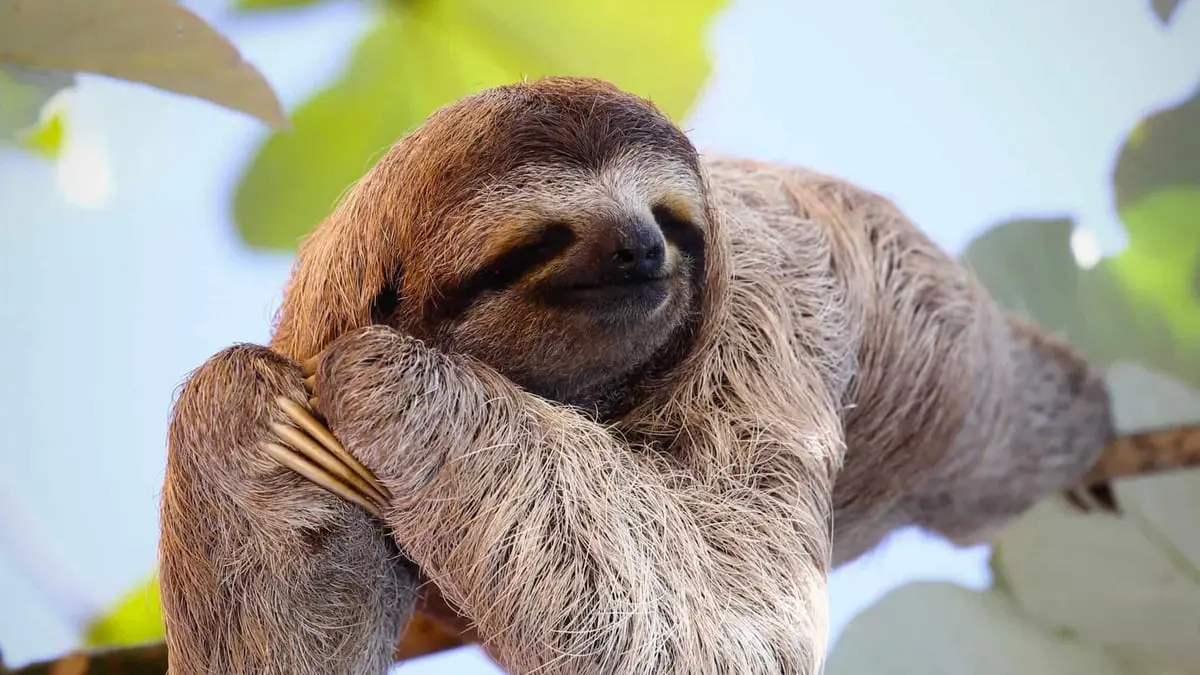 هل يحمل حيوان الكسلان مضادات حيوية مستقبلية؟ 