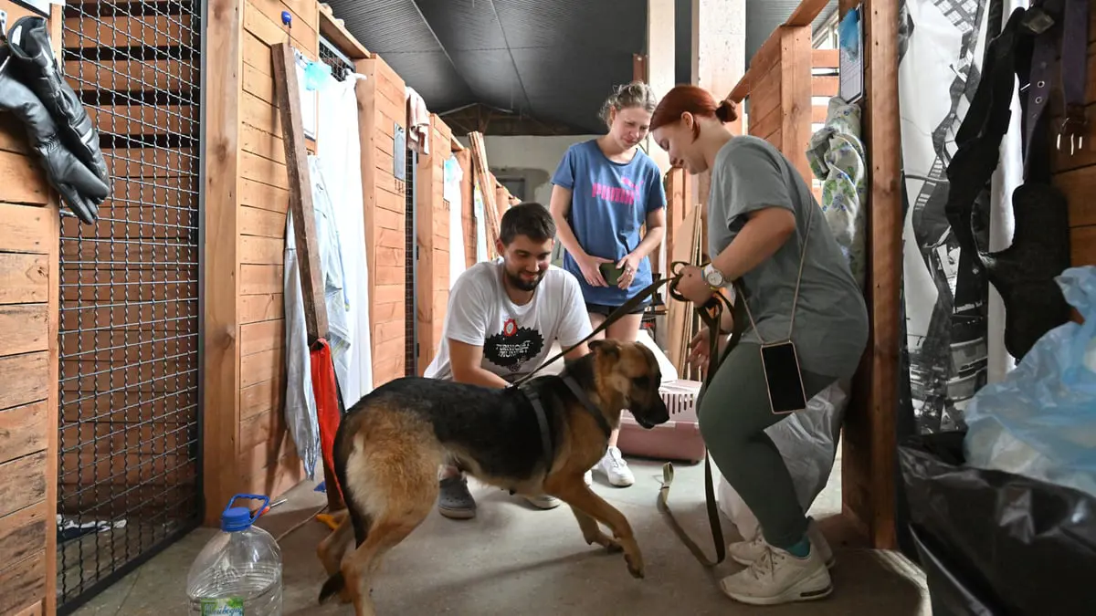 ملجأ في كييف لإيواء قطط وكلاب أنقذت من فيضانات سد كاخوفكا (صور)