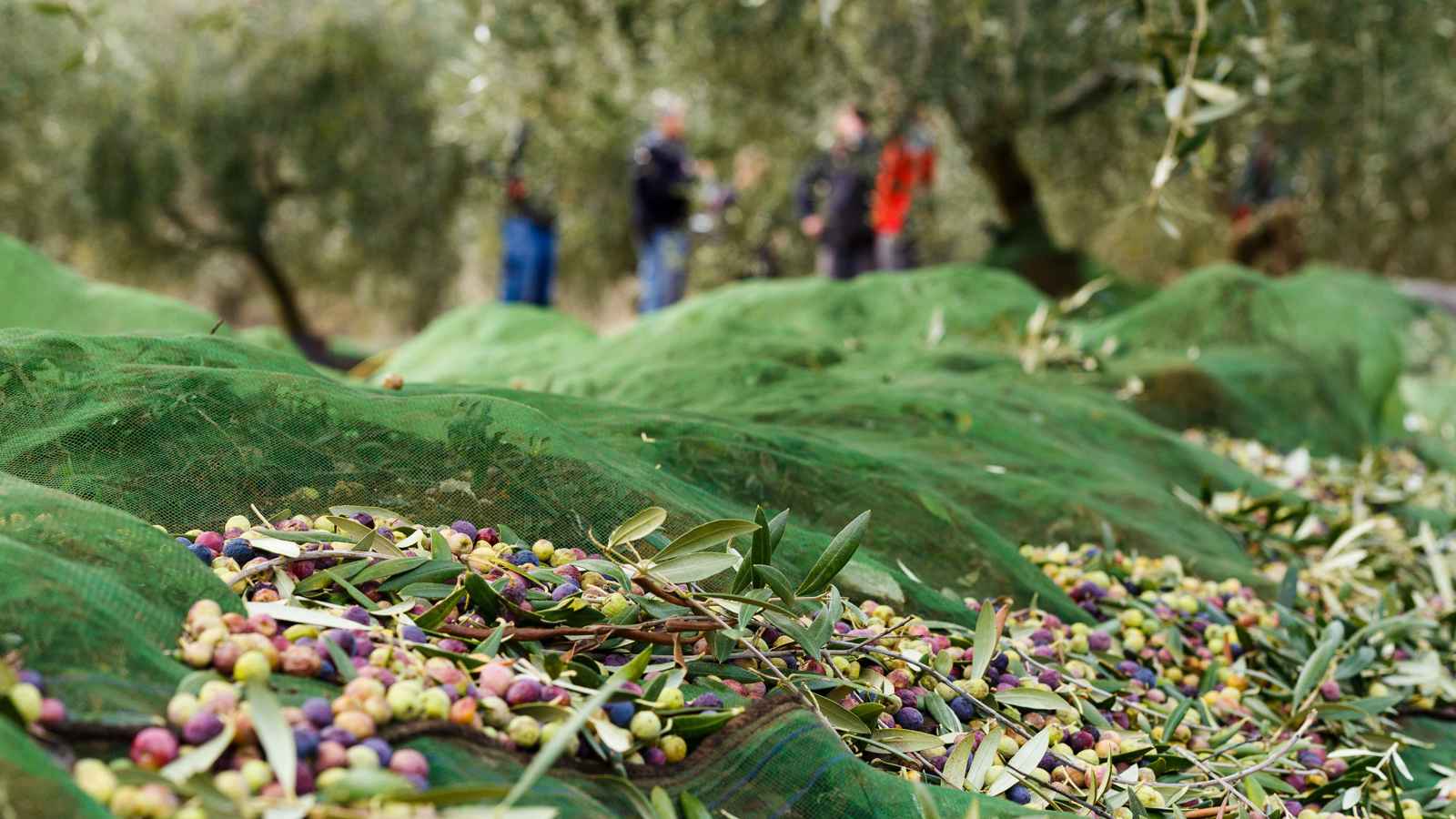 الاستلقاء فوق حبات الزيتون.. طقوس لجذب العريس في بلاد الشام (صور)