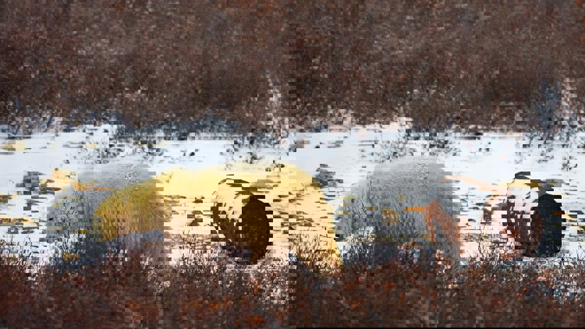 مخلفات الطعام تهدد الدببة القطبية بالانقراض