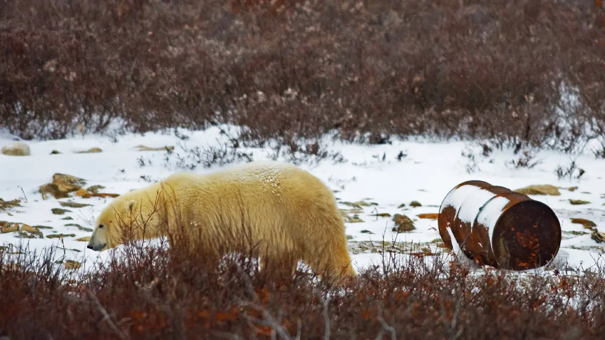 مخلفات الطعام تهدد الدببة القطبية بالانقراض