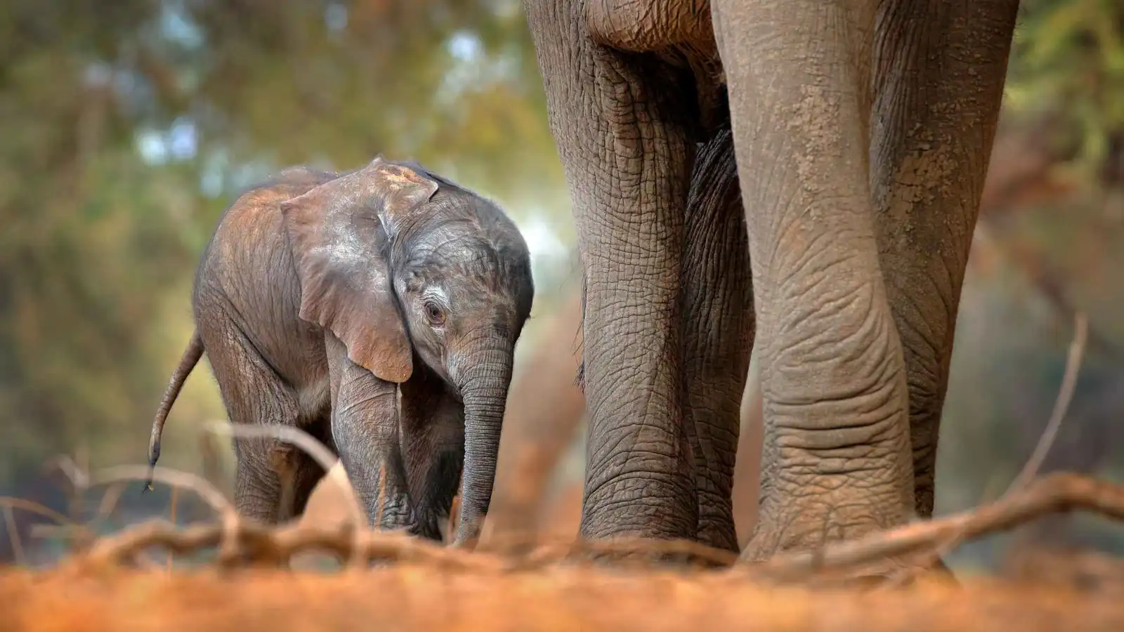 أمها تخلّت عنها.. فيلة آسيوية صغيرة تشعل مواقع التواصل (فيديو)