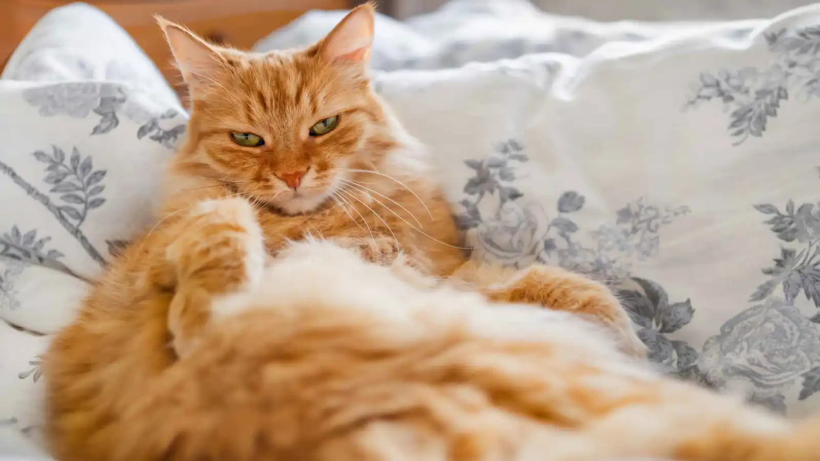 هل القطط البرتقالية تختلف سلوكيًا عن غيرها؟.. العلم يجيب